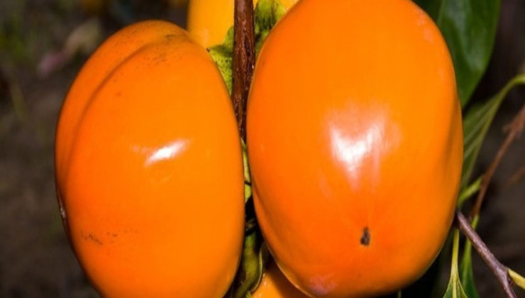 Japon Bilim İnsanları koronaya iyi gelen meyveyi açıkladılar
